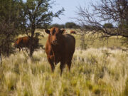 La Pampa: Vacunación y medidas sanitarias ante un caso de carbunclo
