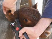 Postergan hasta 2026 la identificación electrónica obligatoria del ganado