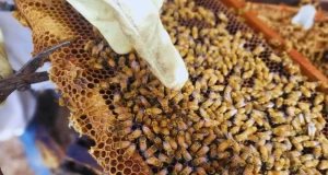 Buscan mejorar la mansedumbre de las colmenas con abejas reinas de otras regiones