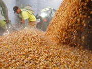El maíz registra un récord y la soja se acomoda al nuevo régimen de derechos de exportación