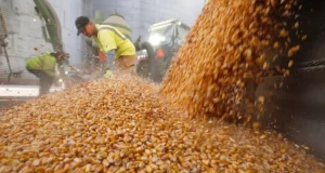 El maíz registra un récord y la soja se acomoda al nuevo régimen de derechos de exportación