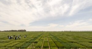 El gobierno nacional simplificó el registro de variedades vegetales