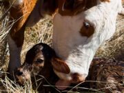 Villa Mercedes: jornada sobre el impacto económico en San Luis por mermas reproductivas en bovinos