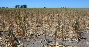 Calor y sequía: reportan fuertes pérdidas de maíz y soja en el centro este de San Luis