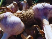 Mulching orgánico: un aliado para el cultivo de ajo