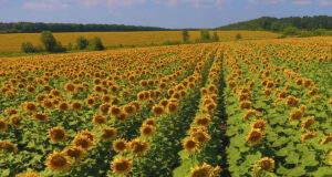 Llega una jornada sobre girasol a Villa Mercedes