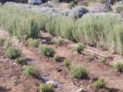 El prometedor hallazgo sobre la planta de romero que abre puertas a una vinculación tecnológica con la Unión Europea