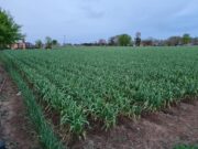 San Luis apuesta a la exportación de ajo: un emprendimiento local dará el salto a Brasil