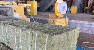 San Luis concretó un nuevo envío al exterior de alfalfa producida en campo propio