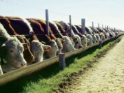 Feedlots: la suba del gordo mejora tempranamente las relaciones insumo-producto para el engorde