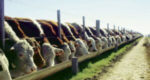Feedlots: la suba del gordo mejora tempranamente las relaciones insumo-producto para el engorde
