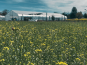 Energía limpia y suelos saludables con camelina, nuevo actor en el agro pampeano