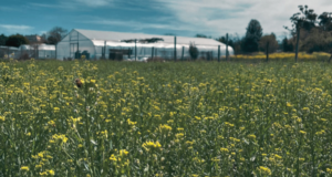 Energía limpia y suelos saludables con camelina, nuevo actor en el agro pampeano