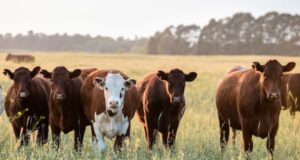 ¿Seguirá subiendo el precio de la hacienda?