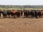 La hacienda le gana a los granos y la leche: en la relación insumo-producto, el novillito sale mejor parado