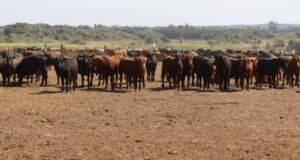La hacienda le gana a los granos y la leche: en la relación insumo-producto, el novillito sale mejor parado
