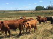 Campos ganaderos, la atracción del mercado inmobiliario en enero