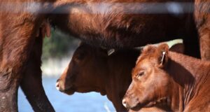 Mercado de invernada: buenos valores para el ternero frente a una zafra aun con escaso desarrollo