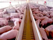 Productores porcinos reclaman al Senasa que active un plan para erradicar una enfermedad endémica