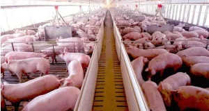 Productores porcinos reclaman al Senasa que active un plan para erradicar una enfermedad endémica