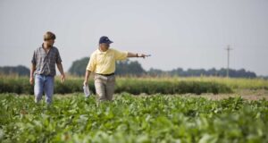 El mercado de alquileres agrícolas también enfrenta incertidumbre
