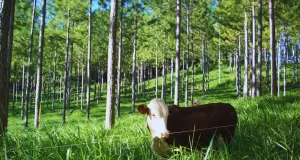 Árboles y forrajes: una alianza que beneficia la producción ganadera