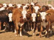 El Gobierno nacional derogó la prohibición de exportar ganado vacuno en pie con destino a faena