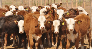 El Gobierno nacional derogó la prohibición de exportar ganado vacuno en pie con destino a faena