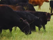 Avanzan en el desarrollo de una nueva vacuna contra el virus de la fiebre aftosa