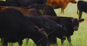 Avanzan en el desarrollo de una nueva vacuna contra el virus de la fiebre aftosa