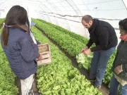 Experiencias hortícolas en el noreste de San Luis: un sector con potencial de crecimiento