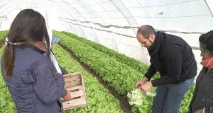 Experiencias hortícolas en el noreste de San Luis: un sector con potencial de crecimiento