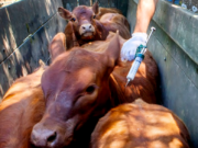 Comienza la primera campaña anual de vacunación contra la fiebre aftosa del 2025