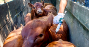 Comienza la primera campaña anual de vacunación contra la fiebre aftosa del 2025