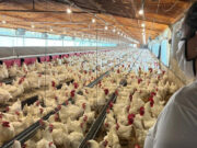 Granjas avícolas de San Luis recertificadas como compartimentos libres de influenza aviar