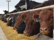 Considerable mejora en el margen bruto de los feedlots