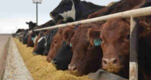 Considerable mejora en el margen bruto de los feedlots