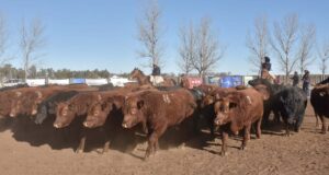 San Luis: el 10 de abril se hará la primera jura de la 23° Prueba Pastoril Angus en Buena Esperanza