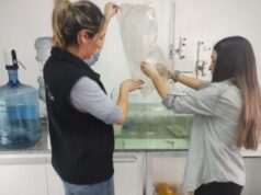 San Luis: desarrollan un método innovador para alimentar truchas con microalgas nativas