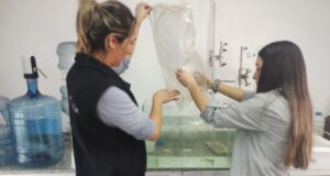 San Luis: desarrollan un método innovador para alimentar truchas con microalgas nativas