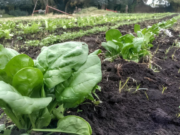 Agroecología en acelgas: Más nutrientes, menos agroquímicos