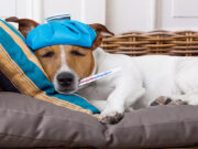 Complejo respiratorio infeccioso canino: la enfermedad de los perros sociables