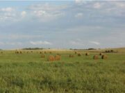 Mercado inmobiliario rural: San Luis está entre las zonas más demandadas este año