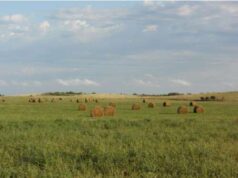 Mercado inmobiliario rural: San Luis está entre las zonas más demandadas este año