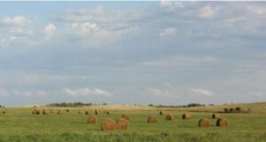 Mercado inmobiliario rural: San Luis está entre las zonas más demandadas este año