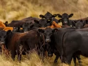 Márgenes ganaderos: números que favorecen el mayor agregado de kilos, pero que obligan a mejorar y sostener la eficiencia