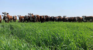 Jornada de implantación y manejo de pasturas megatérmicas en Concarán