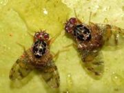 Mendoza: declaran un alerta sanitario por la aparición de mosca de la fruta en pleno Valle de Uco