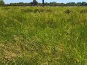Evalúan pasturas megatérmicas para mejorar la productividad ganadera