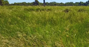 Evalúan pasturas megatérmicas para mejorar la productividad ganadera